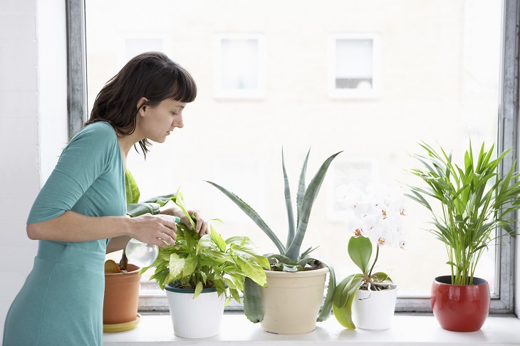 Aumentar la humedad para las plantas , nebulizador