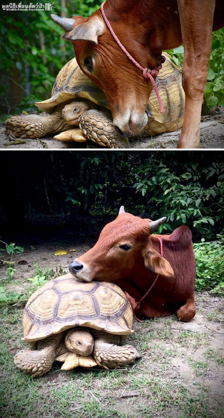 Adorables tortugas, inusuales amistades de animales