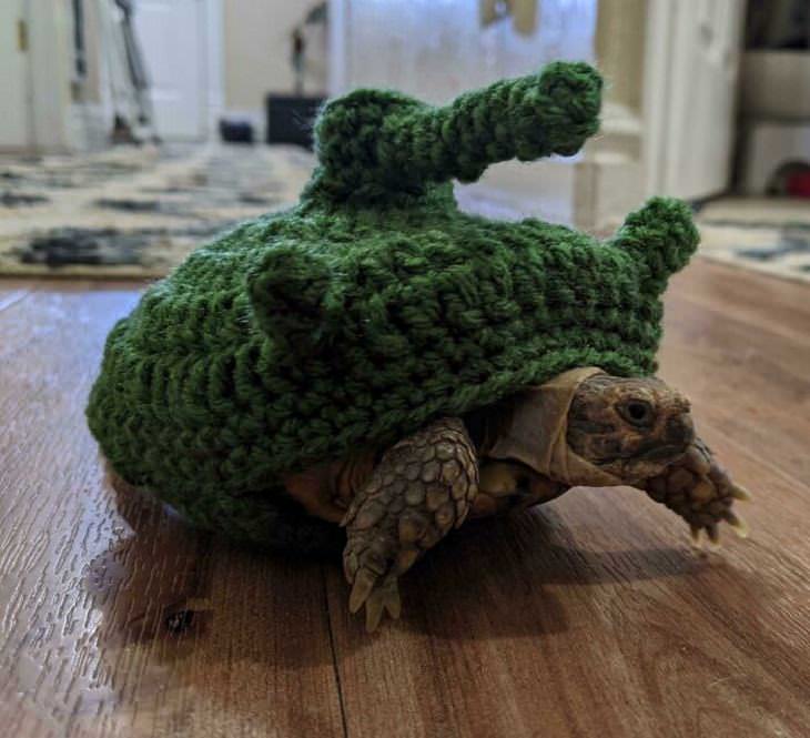 Adorables Tortugas, disfraz