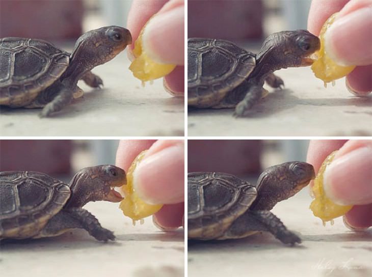 Adorables tortugas, comiendo naranja