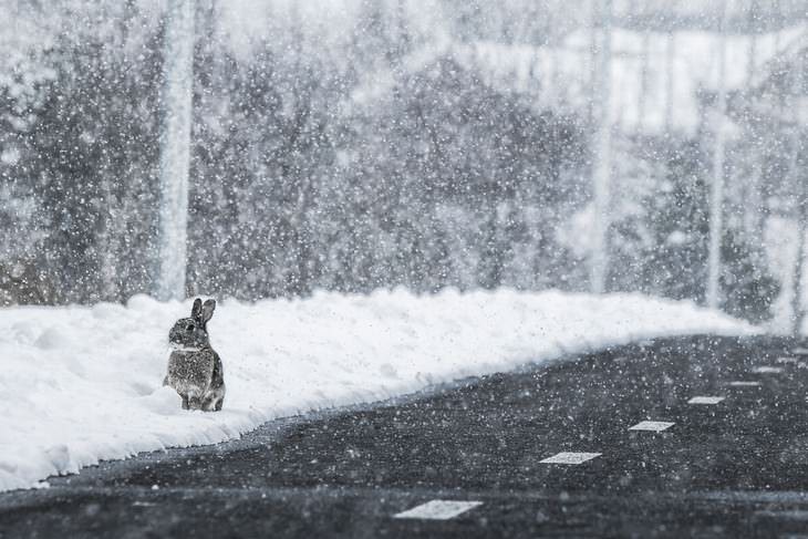 Fotografía de Islandia Signe Fotar Bunny