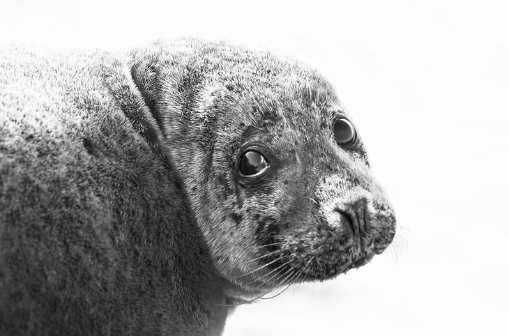 Islandia fotografía Signe Fotar foca gris