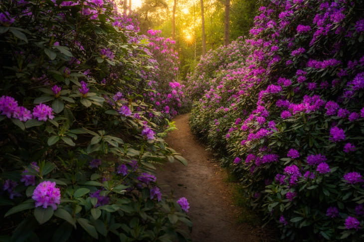 Holanda en primavera Albert Dros, bosque rosa