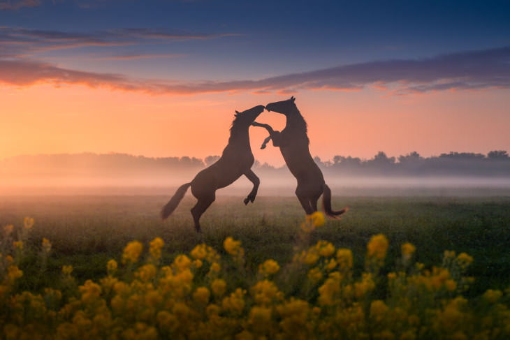 Holanda en primavera Albert Dros beso de caballo