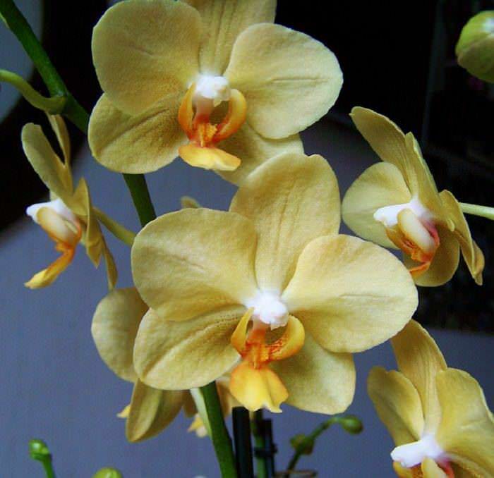 flores, orquídea