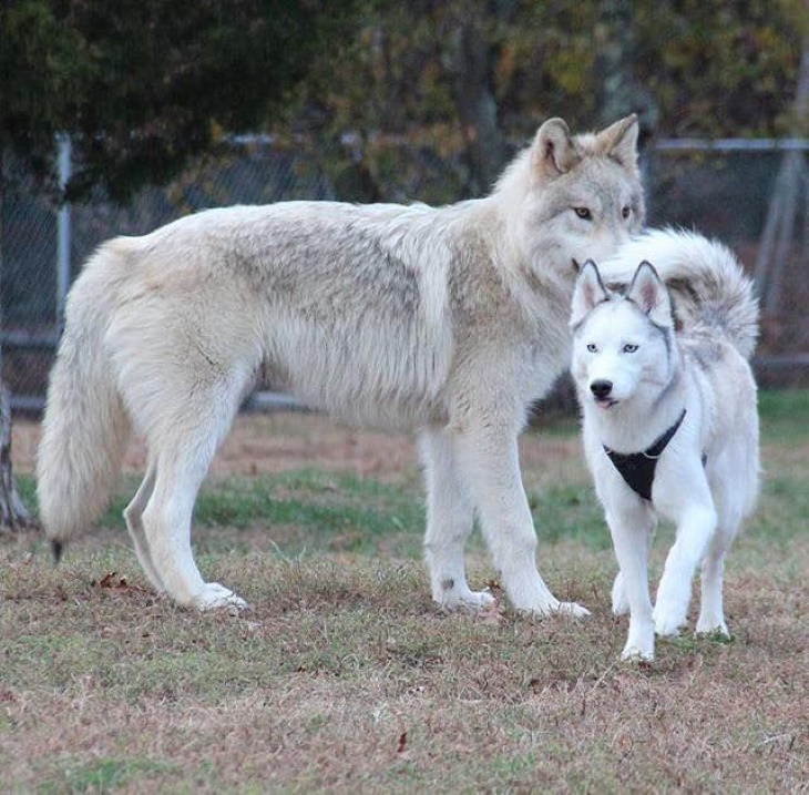 Fotos asombrosas de un lobo y un husky