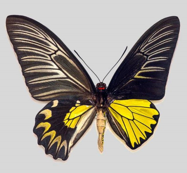 Fotos de la mariposa ginandromorfa de la naturaleza