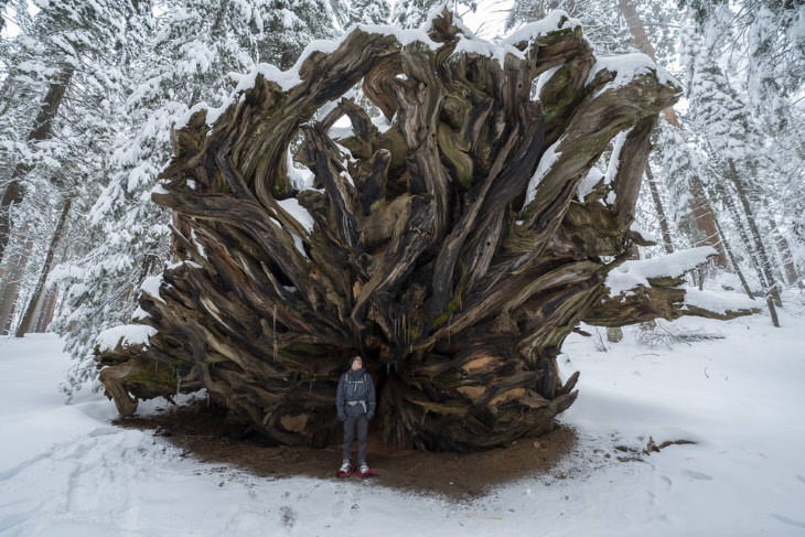 Fotos de raíces de Sequoia en la naturaleza