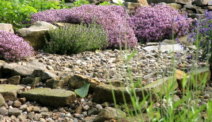 Lawn Care and Maintenance Tips purple flowers growing on rocks and gravel