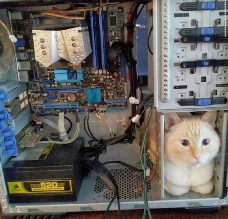 Gatos divertidos, dentro del computador
