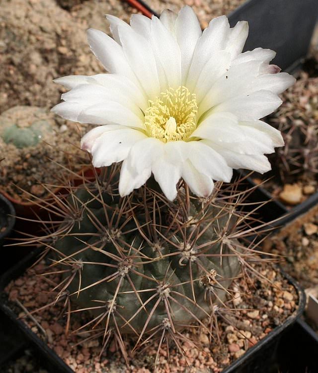 Especies y tipos de cactus suculentos que tienen hermosas flores de colores y una apariencia única ideal para cada casa o jardín, Chin enano (Gymnocalycium gibbosum)