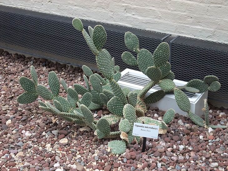 Especies y tipos de cactus suculentos que tienen hermosas flores de colores y una apariencia única ideal para cada casa o jardín, cactus orejas de conejo (Opuntia microdasys), cactus alas de ángel y cactus de lunares