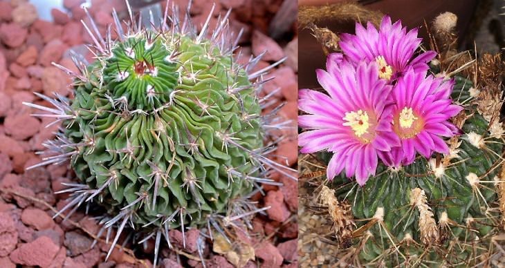 Especies y tipos de cactus suculentos que tienen hermosas flores de colores y una apariencia única ideal para cada casa o jardín, Cactus Cerebro (Stenocactus multicostatus)