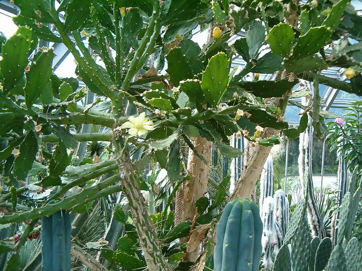 Especies y tipos de cactus suculentos que tienen hermosas flores de colores y un aspecto único ideal para cada casa o jardín, chumbera brasileña (Brasiliopuntia brasiliensis)