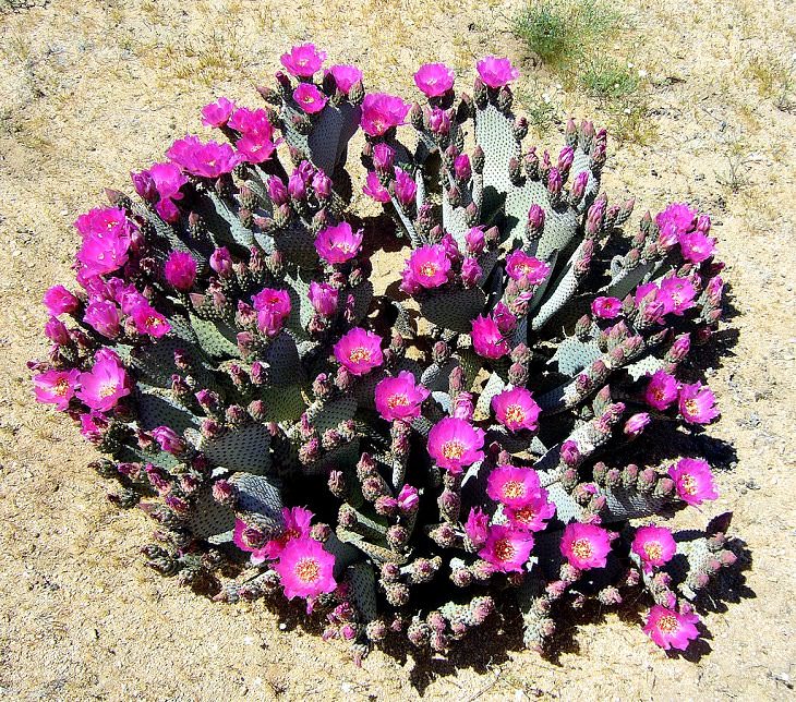 Especies y tipos de cactus suculentos que tienen hermosas flores de colores y una apariencia única ideal para cada casa o jardín, Beavertail Pricklypear (Opuntia basilaris)