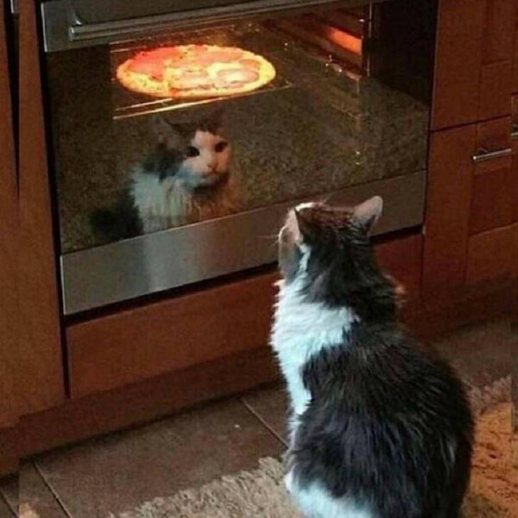 Gatos divertidos, esperando la pizza