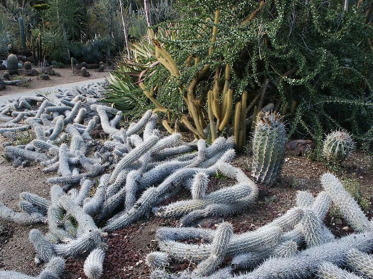 Especies y tipos de cactus suculentos que tienen hermosas flores de colores y una apariencia única ideal para cada casa o jardín, Creeping Devil (Stenocereus eruca)