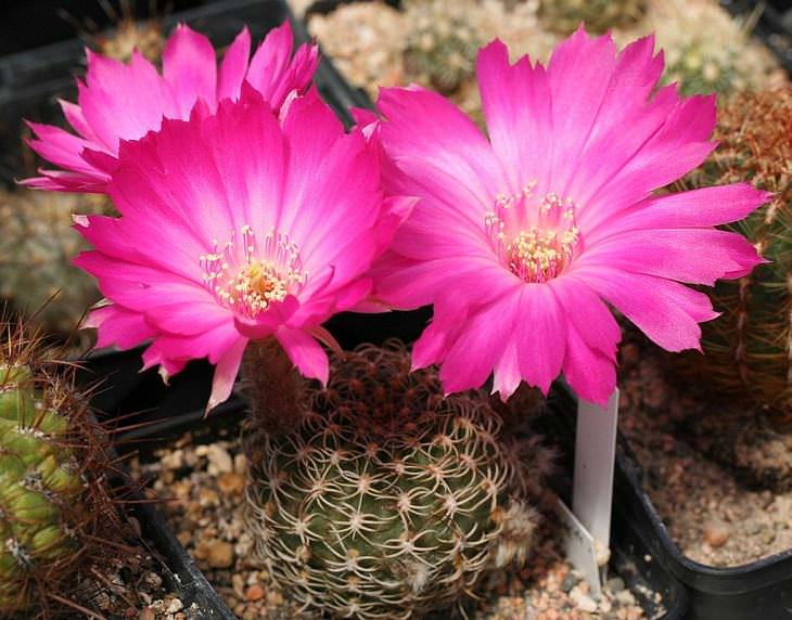 Especies y tipos de cactus suculentos que tienen hermosas flores de colores y una apariencia única ideal para cada casa o jardín, Carmine Cob (Echinopsis backebergii)