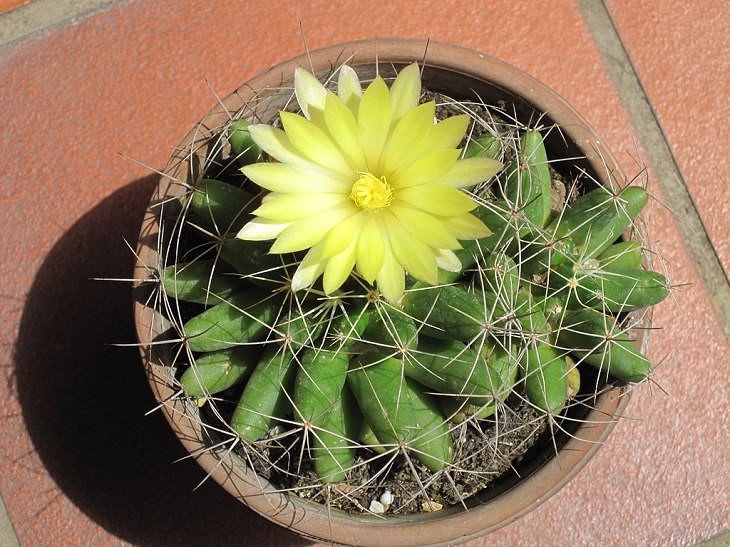 Especies y tipos de cactus suculentos que tienen hermosas flores de colores y una apariencia única ideal para cada casa o jardín, Cactus nido de pájaro (Mammillaria longimamma), cactus pezón