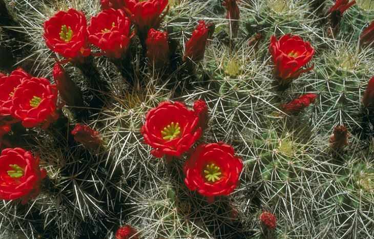 Especies y tipos de cactus suculentos que tienen hermosas flores de colores y una apariencia única ideal para cada casa o jardín, el cactus Claretcup Hedgehog (Echinocereus triglochidiatus), el cactus kingcup y el cactus Mojave mound