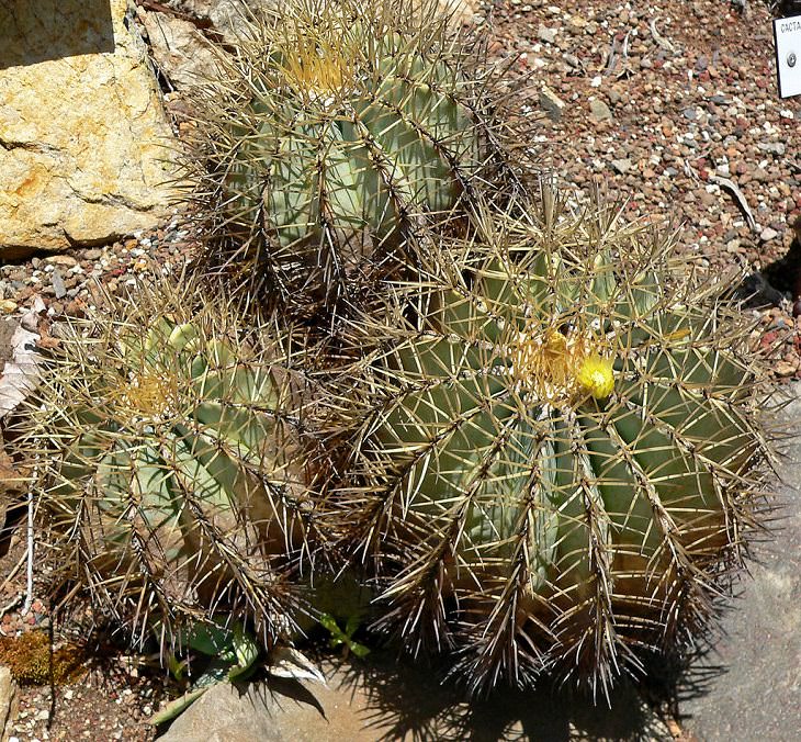 Especies y tipos de cactus suculentos que tienen hermosas flores de colores y una apariencia única ideal para cada casa o jardín, Blue Barrel (Ferocactus glaucescens)