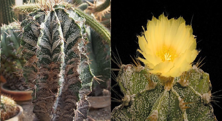 Especies y tipos de cactus suculentos que tienen hermosas flores de colores y una apariencia única ideal para cada casa o jardín, Cactus capucha de monje (Astophytum myriostigma)