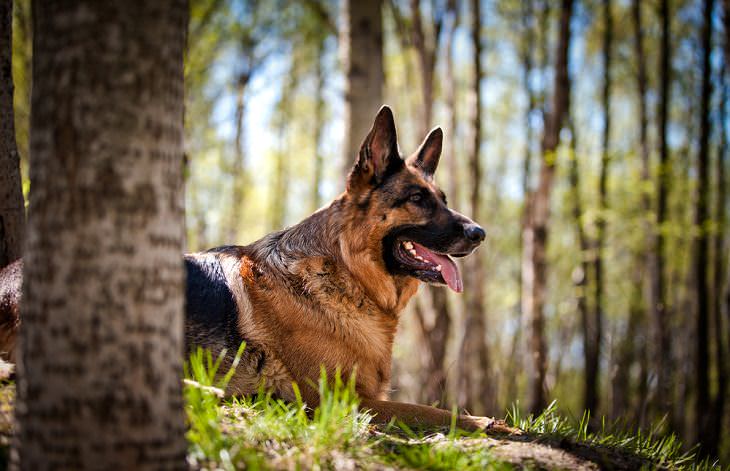 Las mejores razas de perros guardianes, el pastor alemán