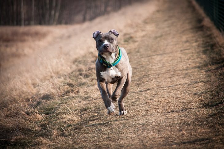 Las mejores razas de perros guardianes, American Staffordshire terrier