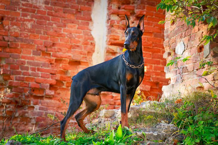 Las mejores razas de perros guardianes, Doberman pinscher
