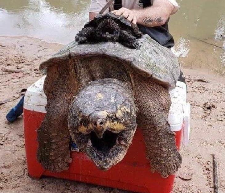 Fotografías que muestran el tamaño de los animales grandes con comparaciones, una tortuga mordedora grande y otra pequeña
