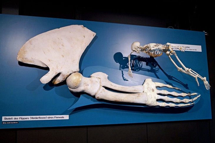 Fotografías que muestran el tamaño de grandes animales con comparaciones, La aleta de una ballena junto a un esqueleto humano