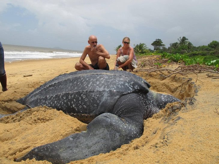 Fotografías que muestran el tamaño de grandes animales con comparaciones, El tamaño real de una tortuga laúd gigante