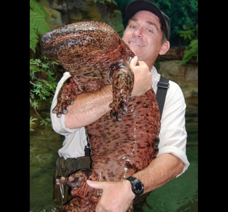  Fotografías que muestran el tamaño de grandes animales con comparaciones, La gran salamandra china, el mayor anfibio del mundo