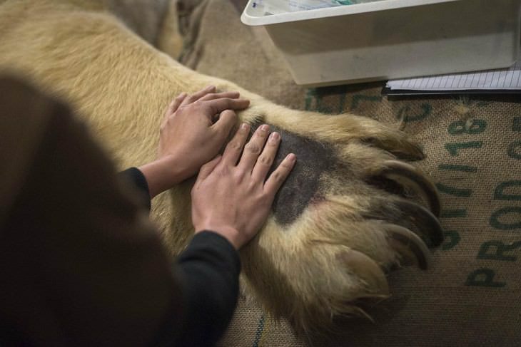 Fotografías que muestran el tamaño de los grandes animales con comparaciones, Manos humanas en la pata de un oso polar