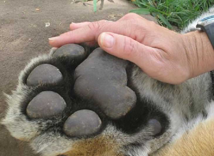 Fotografías que muestran el tamaño de los grandes animales con comparaciones, La pata de un tigre y la mano de un hombre