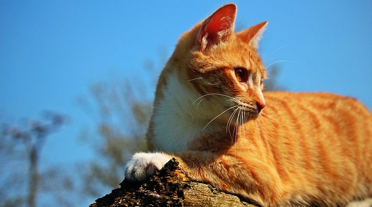 בדיחה על חתול ורגישות: חתול ג'ינג'י