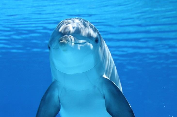 Estereotipos animales los delfines sonríen
