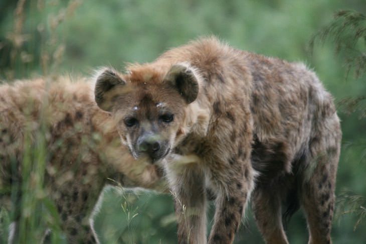 Estereotipos animales hienas malvadas