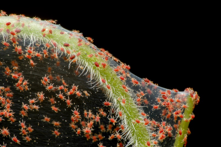 Macrofotografía de los ácaros de la araña roja