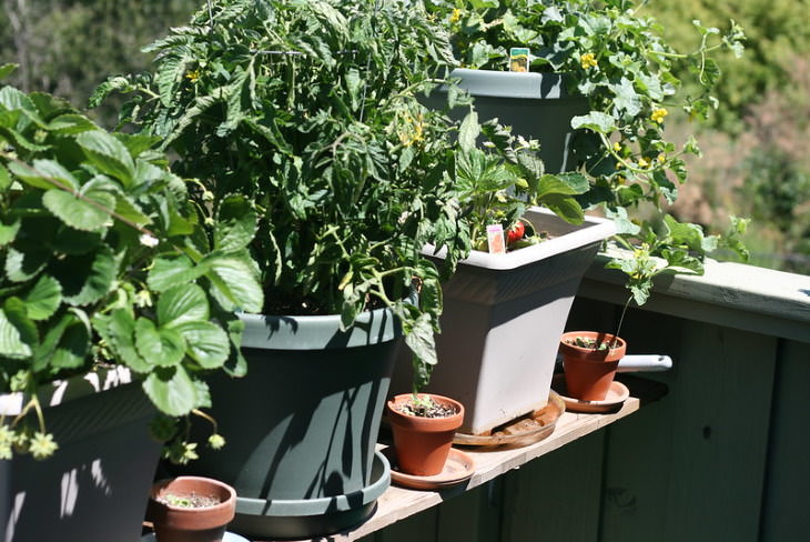 Container Gardening Tips pots line up on patio