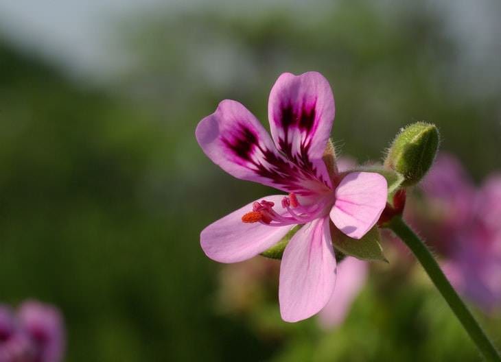 plantas de interior de olor agradable Geranios perfumados (Pelargonium)