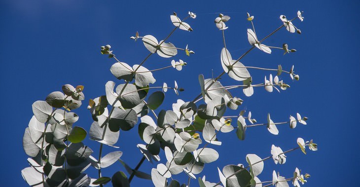 plantas de interior de olor agradable Eucalyptus