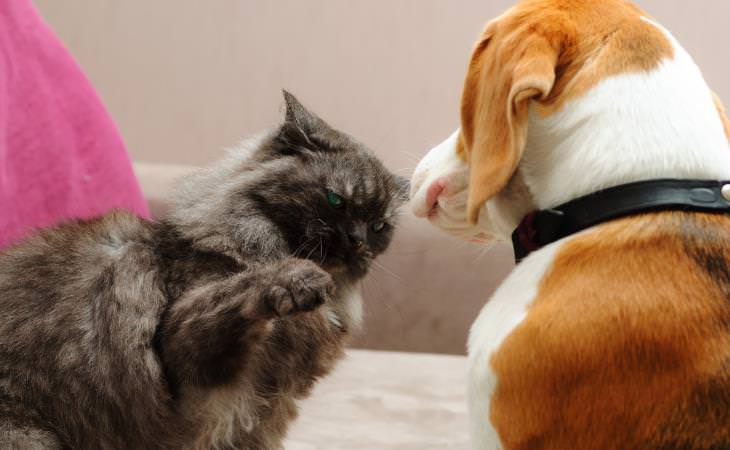 Cat Myths, cat and dog fighting