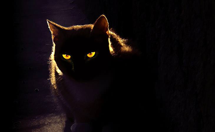 Mitos del gato, gato en la oscuridad 