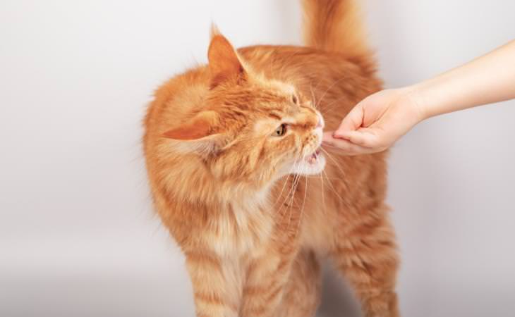 Mitos sobre los gatos, adiestramiento, alimentación