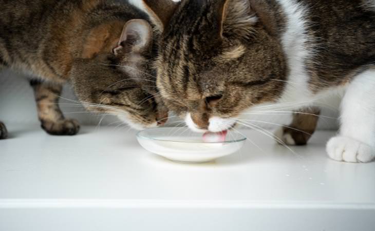 Mitos sobre los gatos, los gatos que beben leche