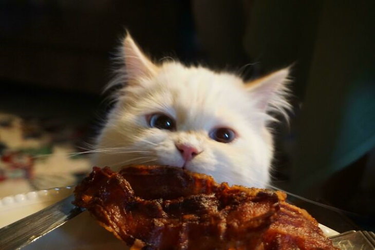 Naughty Animals cat stealing bacon