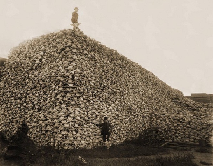 Fotos históricas únicas, cráneos de bisonte 