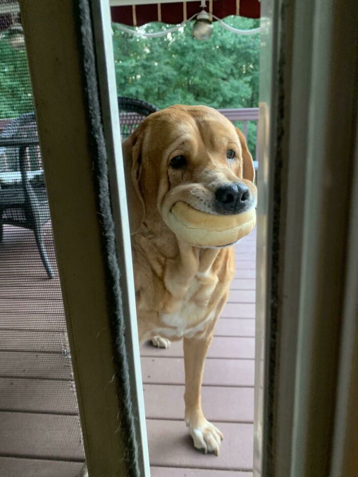Perro de Animales Traviesos con rollo de hamburguesa en la boca