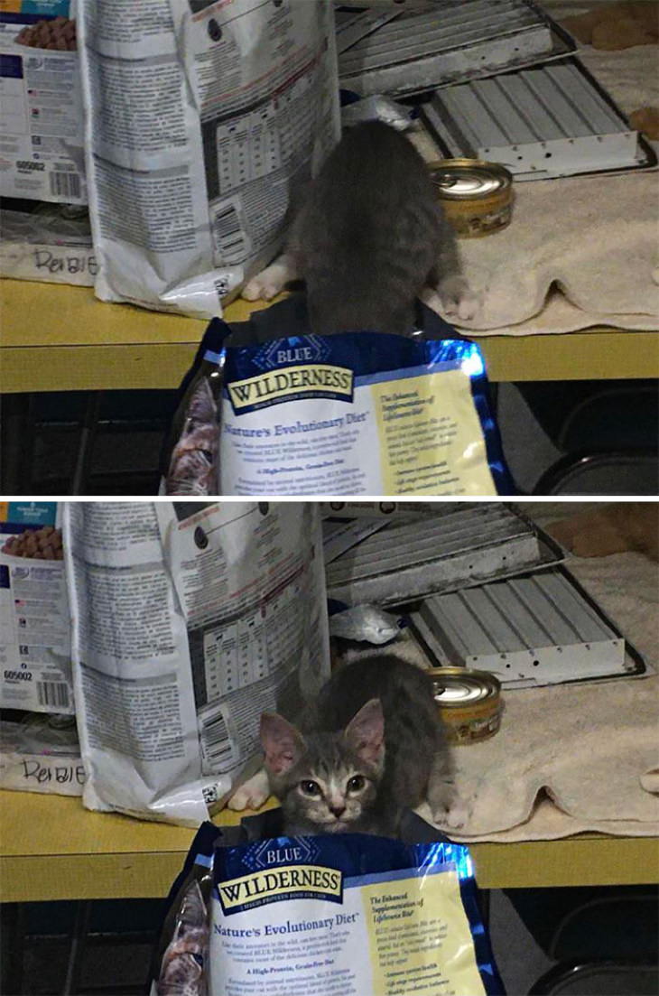 Animales traviesos gatito robando comida de gato